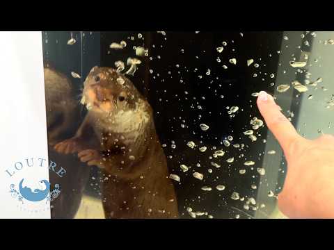 Mom Otter Tries to Demonstrate… but Gets a Little Too Excited