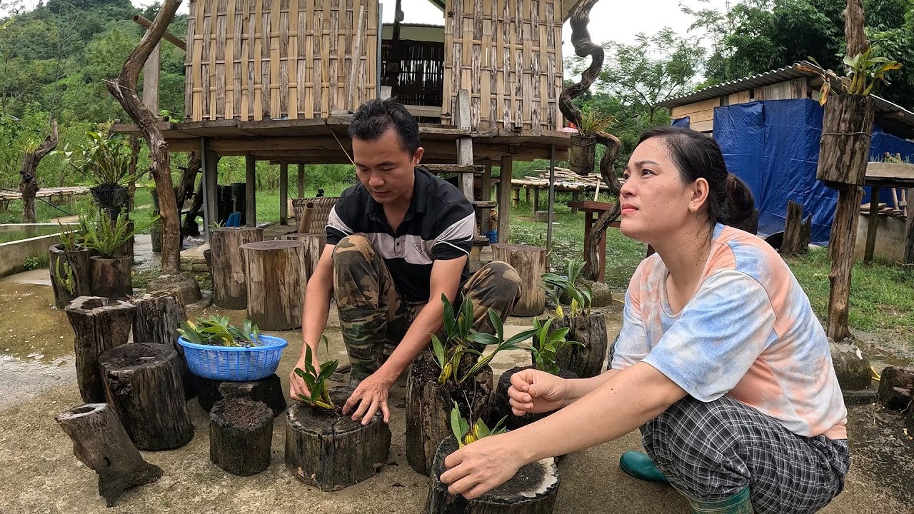 Đào cây dâu da rừng và làm công việc trong trang trại, cuộc sống tự ...
