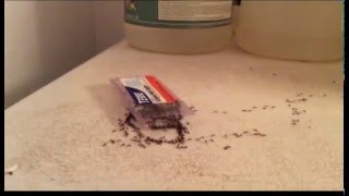 The Great Ant Wars of 2015 - Final Battle