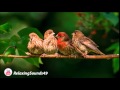 Sonido de canto de pajaros por una hora  birdsing for 1 hour