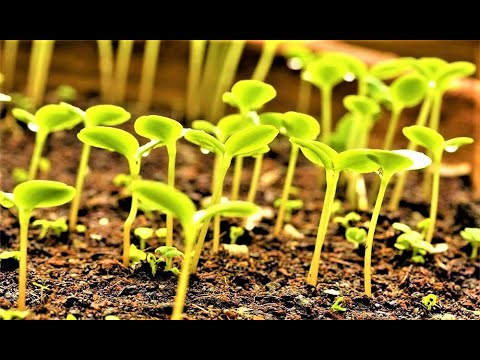 Video: Ktoré semená sú vhodné na klíčenie?
