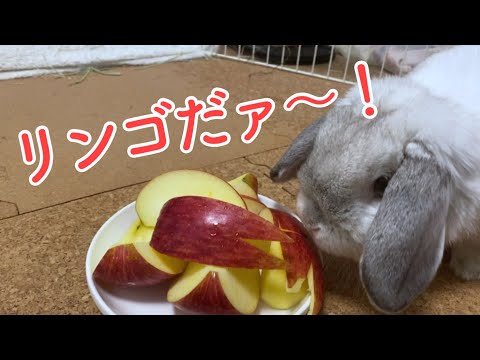 【ASMR】うさぎさんがリンゴに舌鼓を打つ！シャキシャキうまぁ〜♡【ホーランドロップ】