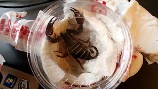 Unboxing new Scorpion and Tarantula
