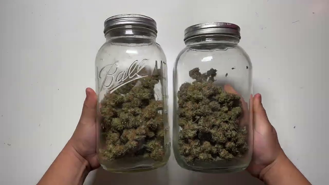 HARVESTING CANNABIS TWICE FROM THE SAME PLANT!!!