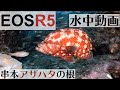 EOS R5で撮影した水中動画！串本名物 アザハタの根