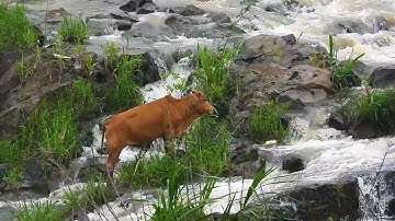 Rừng Xanh & Dòng Thác Của Cuộc Đời