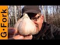 Planting Garlic Into Woodchips, Does It Work?