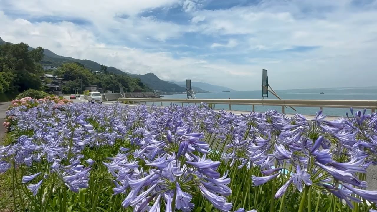 2026/07/03 伊予灘からの潮風に揺れるアガパンサスの花 国道378号高