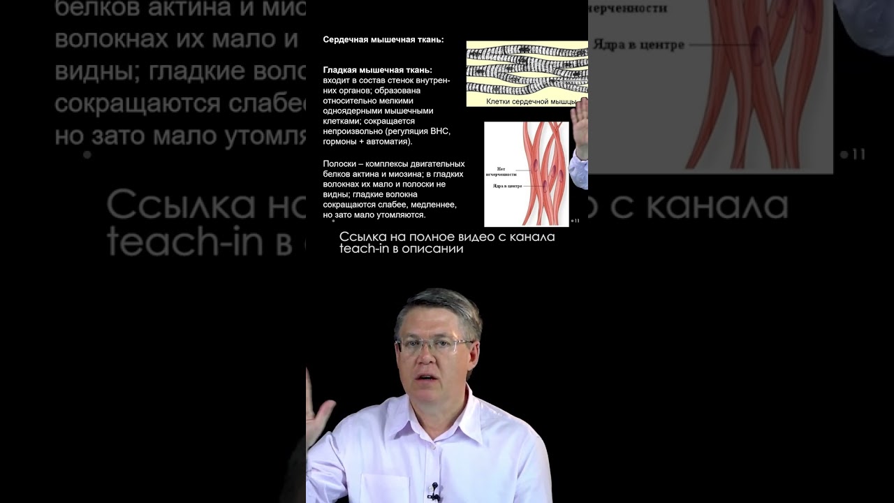 Вячеслав Дубынин \ Белки актина и миозина 