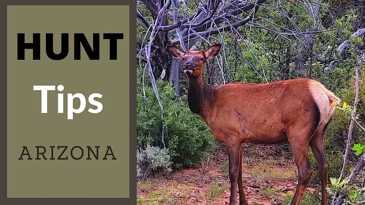 Antlerless Elk Hunt Tips For Beginners AZ Cow Elk Public Land Archery Rifle Muzzleloader