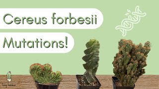 Forms of Cereus forbesii Spiral Cactus Monstrose and Crested Mutations