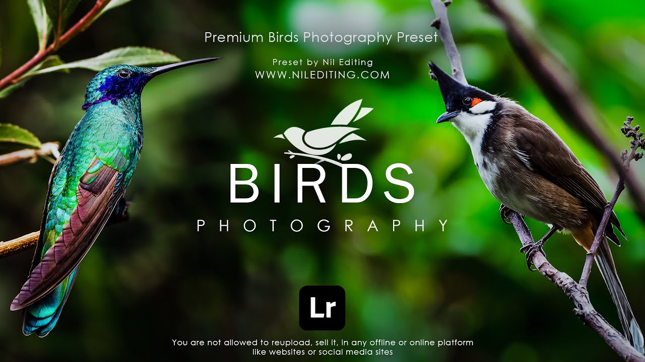 Free Lightroom Presets DNG XMP Download | Birds Photography Preset Mobile Lightroom Tutorial