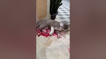 My cat is hurt 🩸😭😿 #cat #pets #animals #shorts