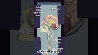 parts of human brain axial skeleton appendicularskeleton