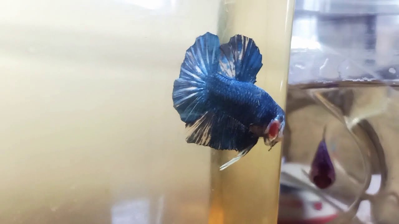 Cara ternak cupang biar anakanya banyak gampang banget 