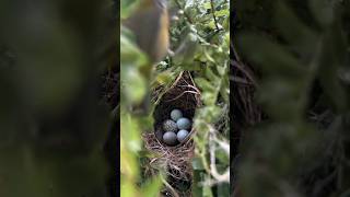 telurnya nya ternyata sudah di tukar oleh burung jahat #shorts