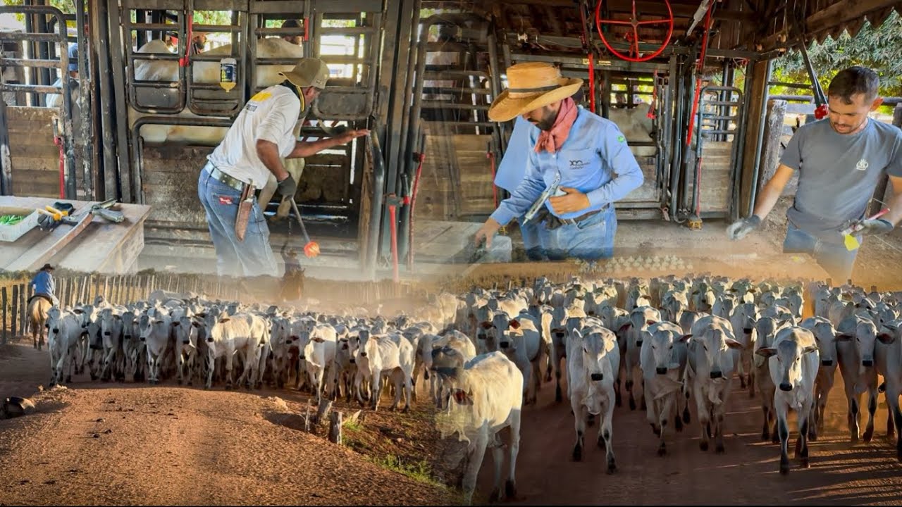 Fechamos 375 Cabeças de Gado de Reposição 💰💉 | Marca, Vacina, Brinco e Pesagem no Curral!”