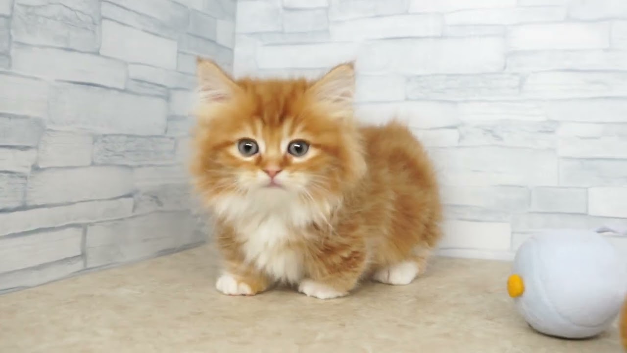 KIKUCHI PET】 仔犬仔猫 No.240131 マンチカン（スーパー短足