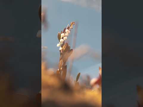 Искусство в экстремальных природных обстоятельствах