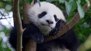 Wild At Heart - Something Organic Coming Soon