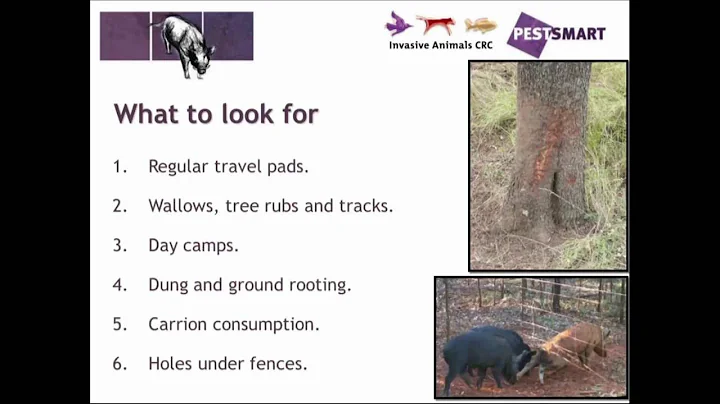 Feral pig control. Part 1 - behaviour and impact
