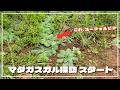 塊根植物を探しにマダガスカルに着へ！さっそく自生地へ向かう｜ ユーフォルビア・パキポディウム