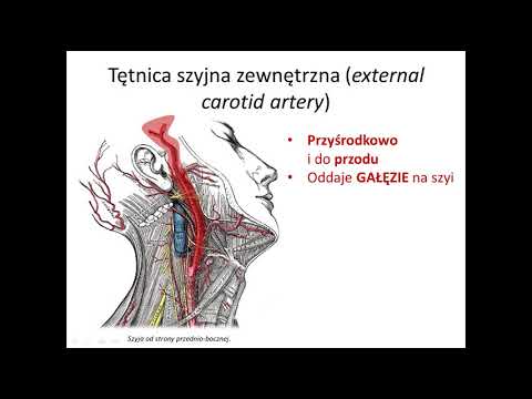 Wideo: Zewnętrzne Gałęzie Tętnicy Szyjnej, Anatomia I Funkcja - Mapy Ciała
