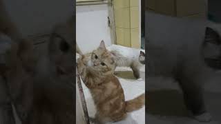Thx Kk Yg Sdh Nonton Likes U0026 Subs Kami  cats cat meow kucing kucinglucu shorts viral