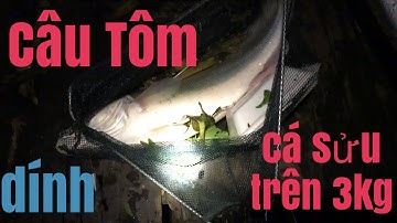 fishing-Câu Tôm Dính Cá Sửu Khủng,Trên 3kg.dô mánh các bạn ơi.làng bè Cái Đôi.Đồng Tháp