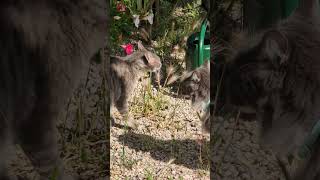 Cat circles | Day 7 of publishing my cat's videos with synced gd music