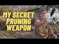 How I'm Pruning my Overgrown Fig Tree in Florida
