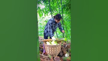 chặt măng rừng #bamboo #bambooshoot