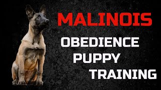 How to train  your puppy to heel with Viorel Scinteie . by Viorel Scinteie Modern Dog Training 13,961 views 4 years ago 3 minutes, 17 seconds