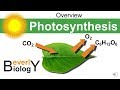Photosynthesis and Cellular Respiration Concepts