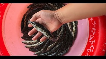 @calocvn 🔴 Cá Chuối Hoa giống 12k/con #cágiống #cáchuốihoa #ThủySảnWork @giathuysan @cadacsan