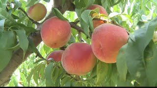 Eckert’s pick your own fields are open!