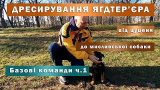 Дресирування ягдтер'єра. Від цуценя до мисливської собаки. Базові команди частина 1