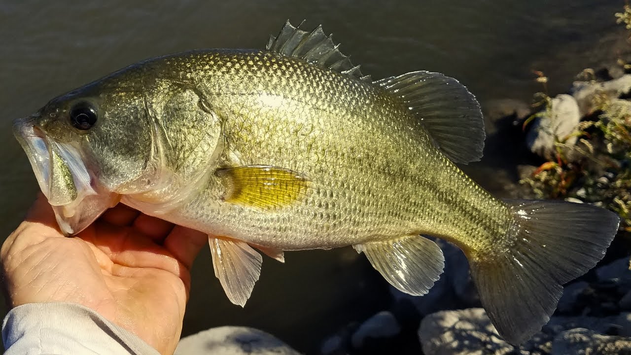 EASTERN SIERRA FISHING for BASS and TROUT