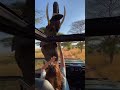 ELEPHANT STOLE MY HAT ON SAFARI! 😂🐘