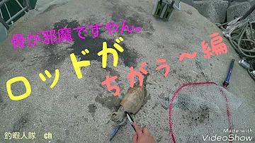 シーバスロッドでエギング Mp3