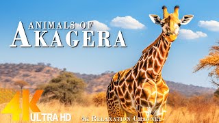 African Animals 4K (60FPS): Akagera National Park - Majestic African Wildlife Film with Real Sounds