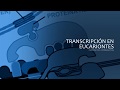 Transcripcion en Eucariotes