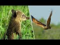 Young Coati vs Hawk | Wild Brazil | BBC Earth