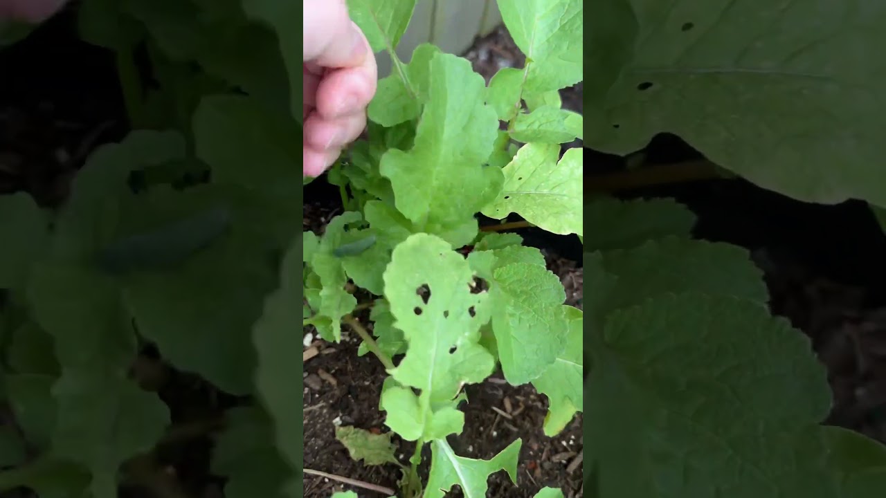 Caterpillar Damage 