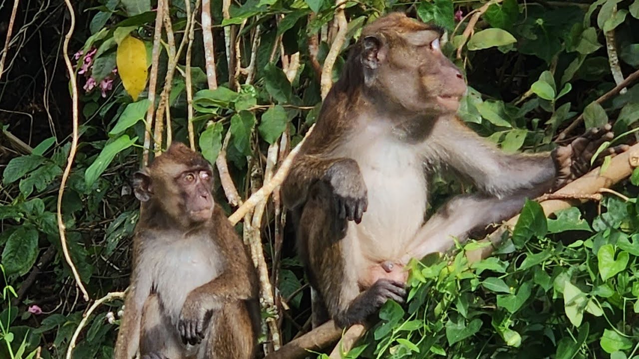 TRAVEL TO THE  MONKEYS MOUNTAINS/CAVITE /PHILIPPINES 