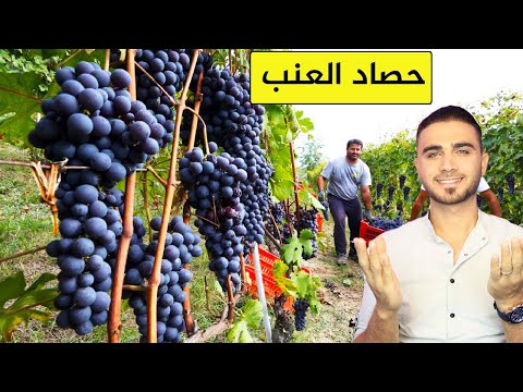 أكبر عملية حصاد جماعية للعنب حصاد العنب والافوكادو والتنين الأحمر والتوت البري