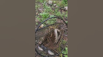 Thăm Lờ Dính Cá Lóc Rắn Nước To/ NI NGUYỄN TV