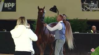 N 83 PAULUS O   ECAHO European Championship 2025   Colts 3 Years Old Class 12