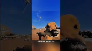 لما قرر يقسم ورك الفرخه بينهم حصل موقف خلى الكلاب كلها تتجنن #تلخيص_افلام #اكسبلور #ملخصات #قصص