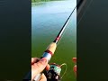 #balin #süllő #danube #fishing #fishingvideo #salmo #thrill
